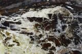 Polished Petrified Wood Slab - Cherry Creek, NV #118051-1